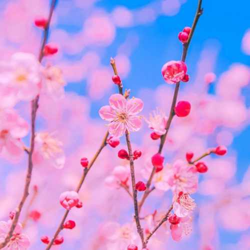 دانلود آهنگ یه گل دارم بی گلدونه یه گل دارم تو این خونه